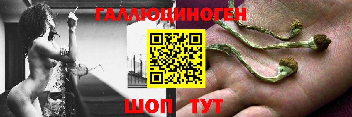Галлюциногенные грибы Psilocybine cubensis  Вход с VPN  Кингисепп 